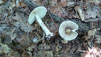 Amanita brunnescens image
