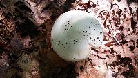 Amanita aestivalis image