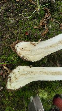 Amanita submaculata image