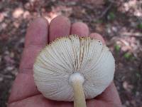 Amanita sect. Vaginatae image