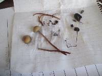 Panaeolus cinctulus image