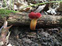 Boletus harrisonii image