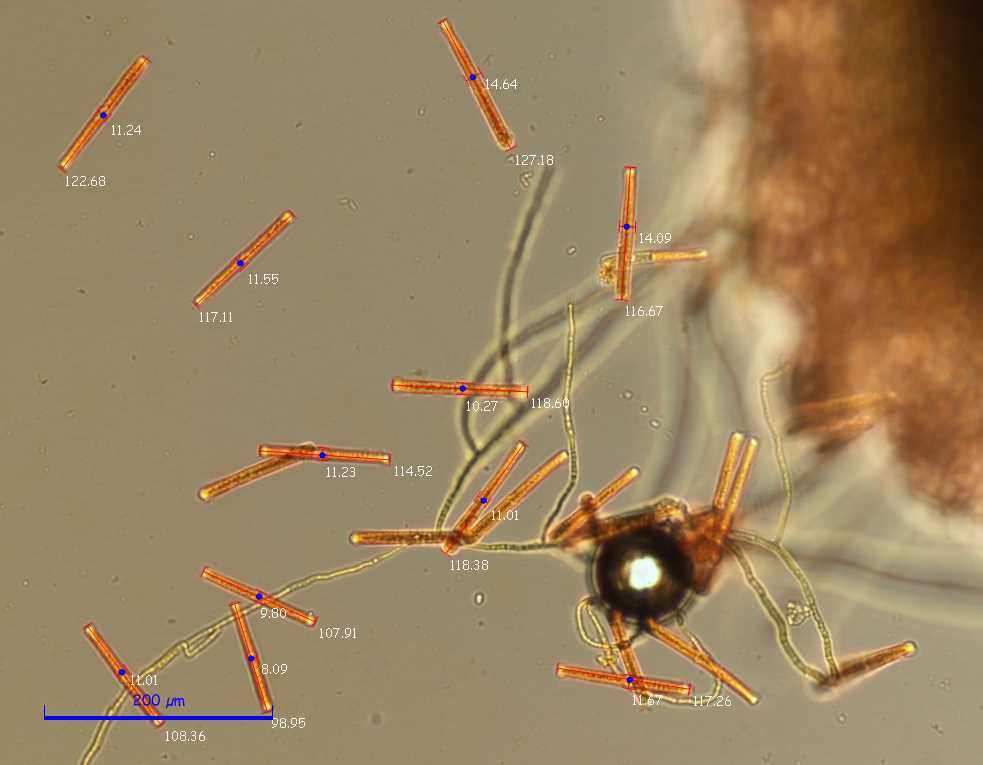 Cylindrocladium buxicola image