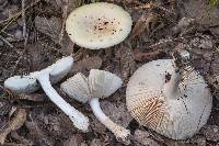 Amanita pubescens image