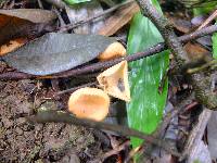 Cookeina tricholoma image