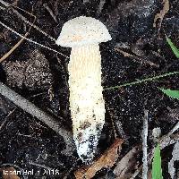 Austroboletus subflavidus image