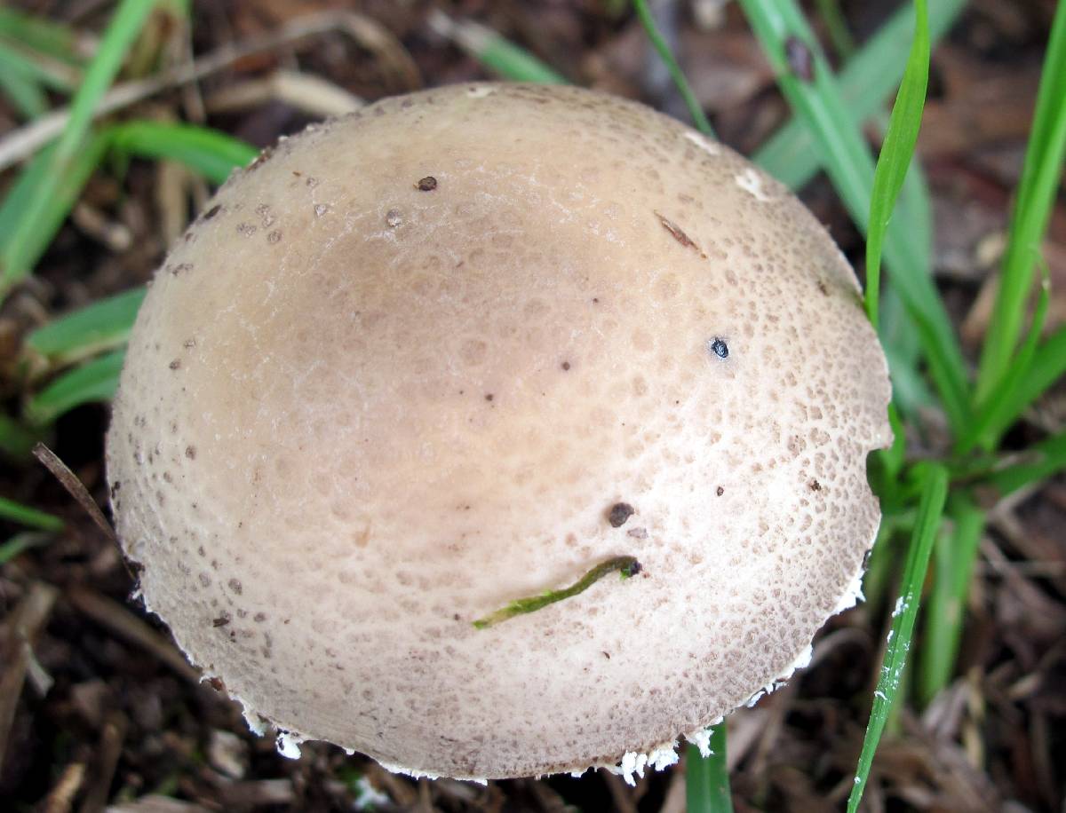 Amanita cinereconia image