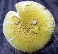 Amanita levistriata image