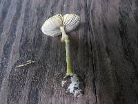 Amanita levistriata image