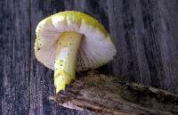 Pluteus mammillatus image