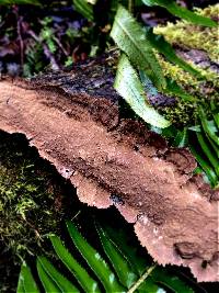 Hydnoporia tabacina image