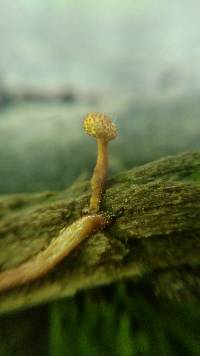 Ophiocordyceps ferruginosa image