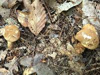 Tapinella atrotomentosa image