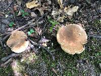 Boletus variipes image