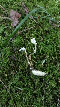 Cordyceps tenuipes image
