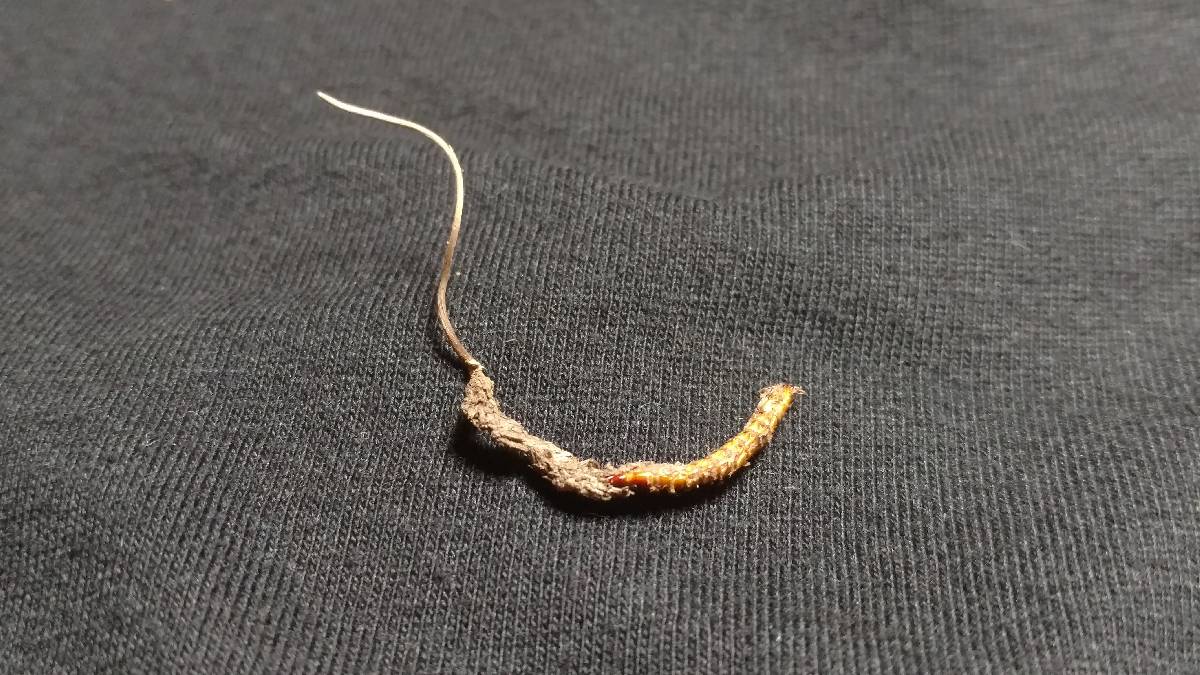 Cordyceps stylophora image