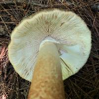 Amanita brunnescens image