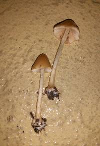 Conocybe hornana image