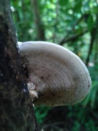 Trametes pavonia image