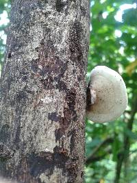 Trametes pavonia image