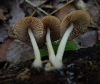 Psathyrella piluliformis image