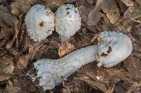 Amanita canescens image