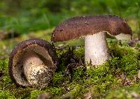 Russula brunneola image