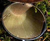 Russula brunneola image