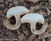 Tylopilus tabacinus image