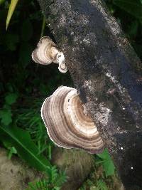 Trametes menziesii image