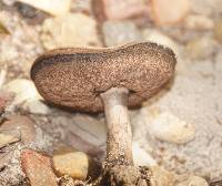 Tylopilus porphyrosporus image