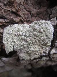 Lecanora caesiorubella image