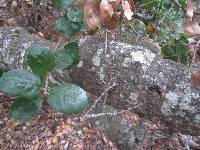 Lecanora caesiorubella image