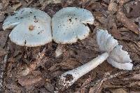 Amanita canescens image