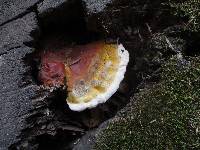 Ganoderma lucidum image