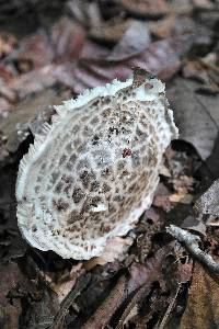 Amanita hesleri image