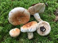 Russula compacta image