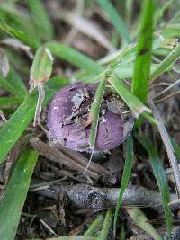 Russula sericeonitens image