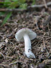 Russula sericeonitens image