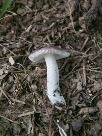 Russula sericeonitens image