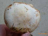 Amanita dolichopus image