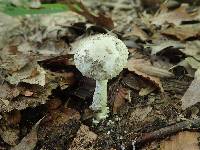 Amanita onusta image