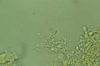 Peniophorella subpraetermissa image