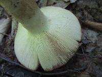 Russula fragrantissima image