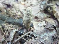 Xylaria longipes image