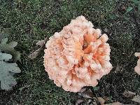 Laetiporus cincinnatus image