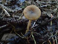 Lactarius occidentalis image