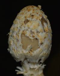 Coprinopsis variegata image