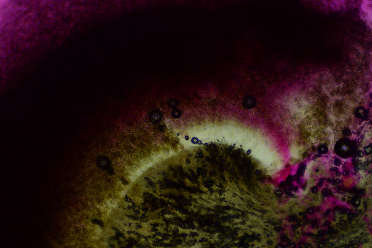 Pleurotus cystidiosus image