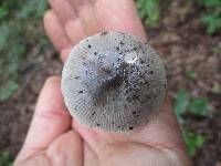 Amanita sect. Vaginatae image